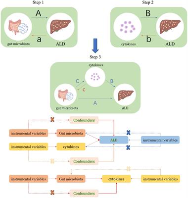 Causal relationships between the gut microbiota, inflammatory cytokines, and alcoholic liver disease: a Mendelian randomization analysis